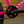 New 2027 Sunday Blueprint - Gloss Surf Pink 20.5